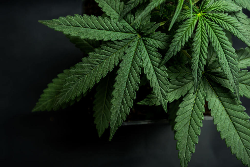 como parar de fumar maconha