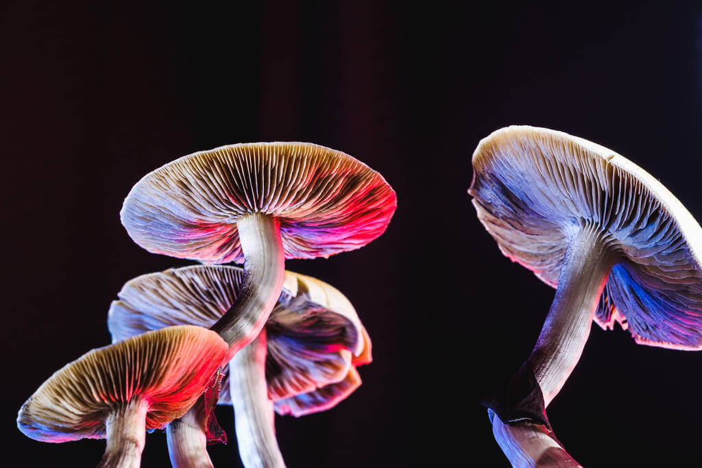 cogumelos alucinógenos principais tipos