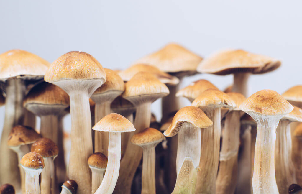O que são cogumelos alucinógenos e quais os riscos para a saúde?