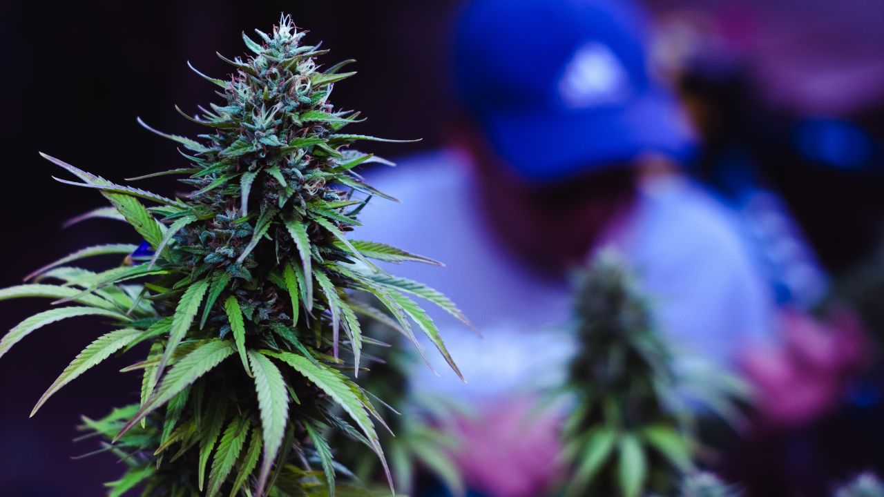 Droga K2 ou Spice: efeitos, riscos e tratamento